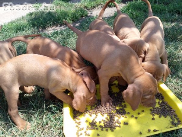 Magyar Vizsla Kölykök