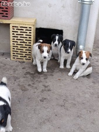 Foxi kis kutyák eladók!