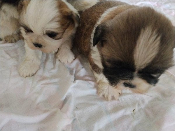 shih-tzu