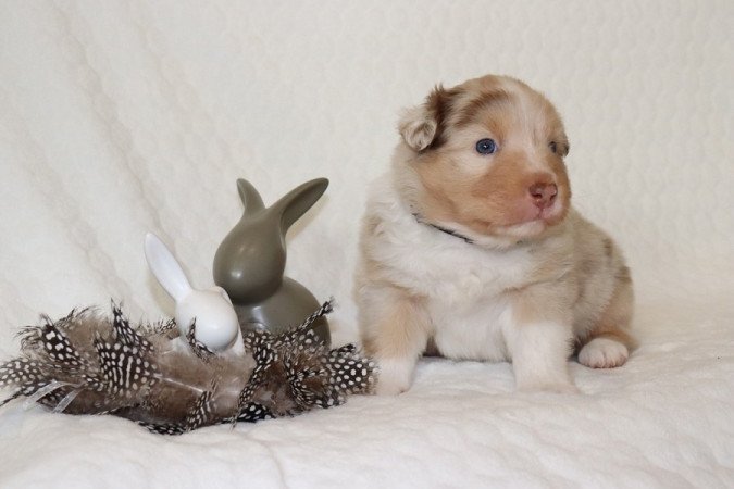 Ausztrál juhászkutya