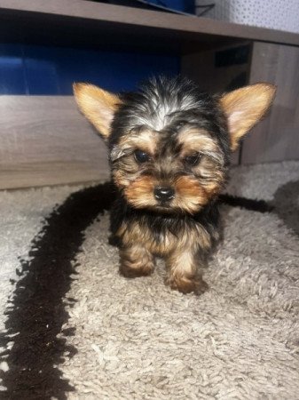Yorkshire Terrier
