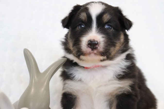 Ausztrál juhászkutya