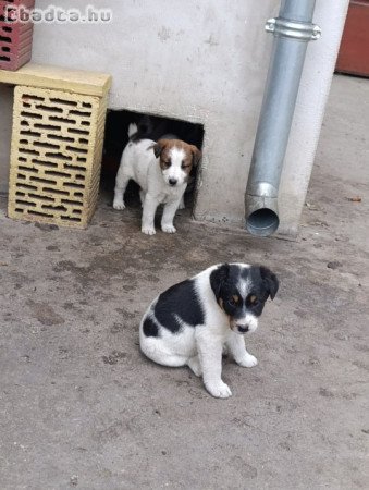 Foxi kiskutyák szerető gazdikat keresnek!