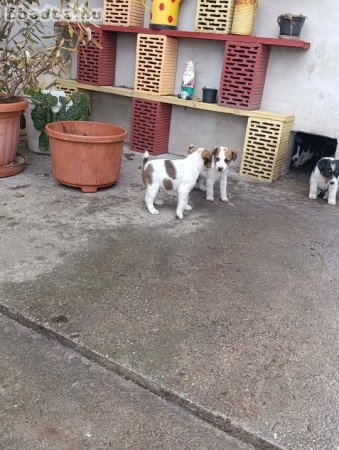 Foxi kiskutyák szerető gazdikat keresnek!