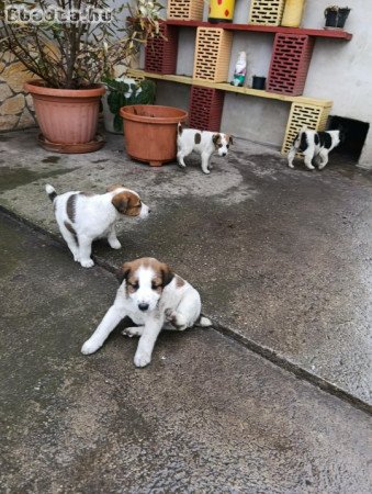 Foxi kiskutyák szerető gazdikat keresnek!