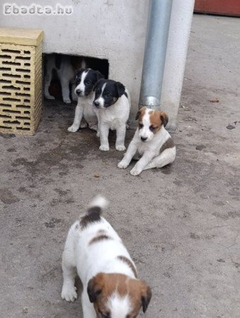 Foxi kiskutyák szerető gazdikat keresnek!