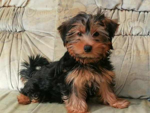 Yorkshire terrier