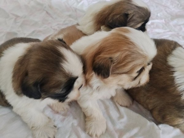 shih-tzu