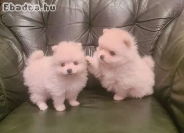 Csodaszép pomerániai törpe spicc kislány eladó