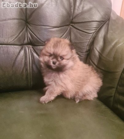 Csodaszép pomerániai törpe spicc kislány eladó