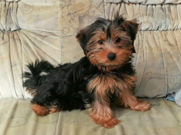 Yorkshire terrier