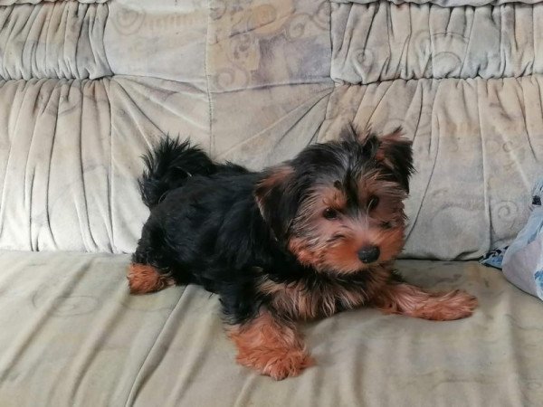 Yorkshire terrier