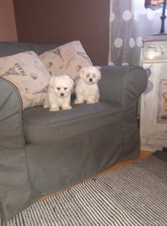 bichon havanese