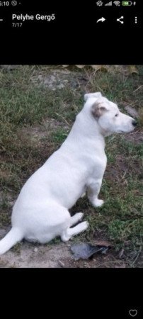 Jack Russell terrier