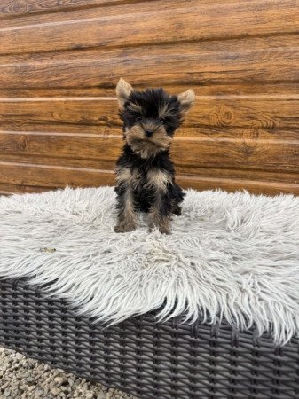 Yorkshire terrier