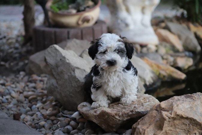 Bichon Havanese