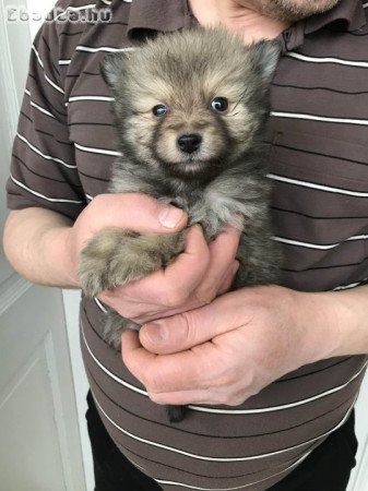 Eladók tündéri  Spicc, Spitz kutyusok!