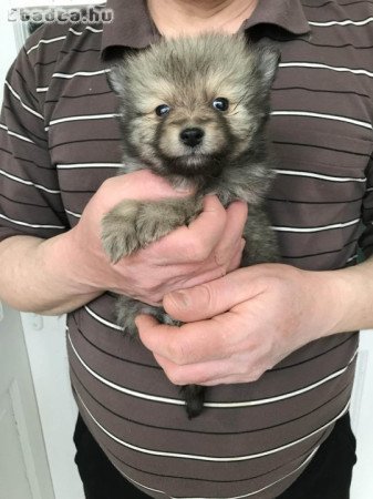 Eladók tündéri  Spicc, Spitz kutyusok!