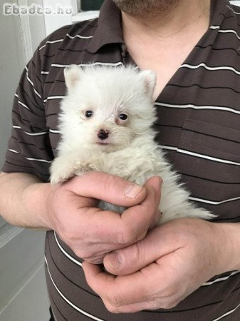 Eladók tündéri  Spicc, Spitz kutyusok!