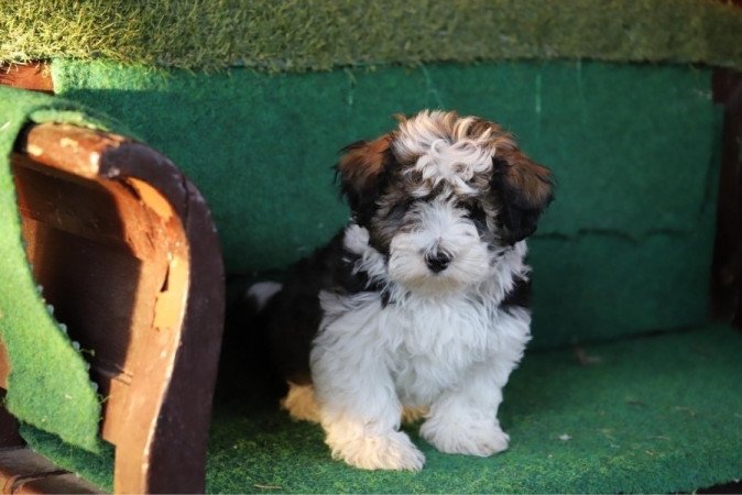 Bichon Havanese