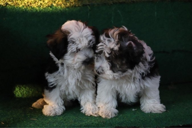 Bichon Havanese