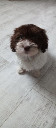 Bichon havanese