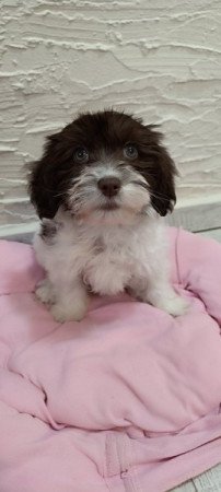Bichon havanese