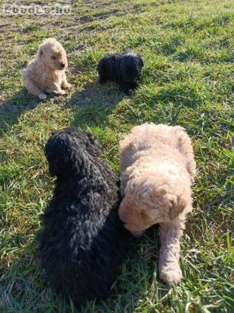 Eladó puli kölykök