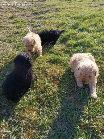 Eladó puli kölykök