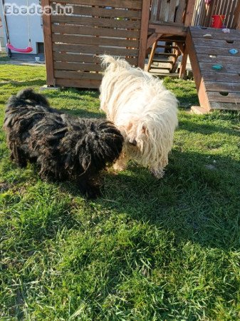 Eladó puli kölykök