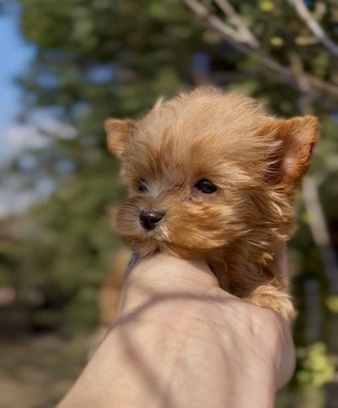 Golddust Yorkshire terrier