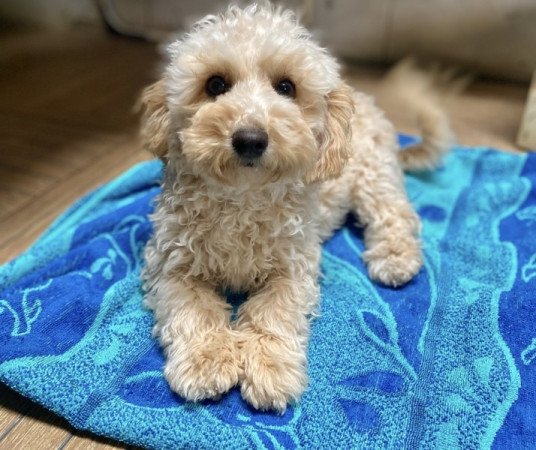 Maltipoo