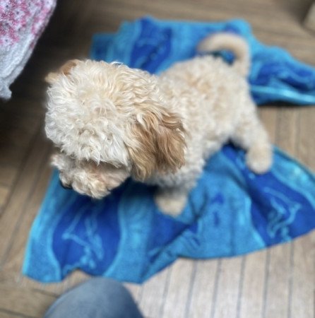 Maltipoo