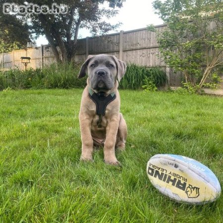 xkluzív Cane Corso kölykök elérhetők 🐾