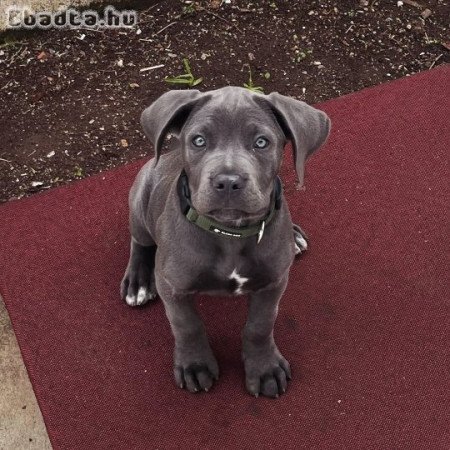 Hűséges társ és megbízható védelmező 🐾