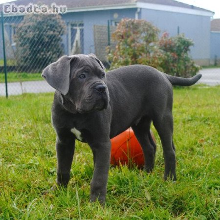 Prémium Cane Corso kölykök eladók 🐾