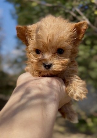 Golddust Yorkshire terrier