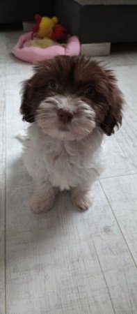 Bichon havanese