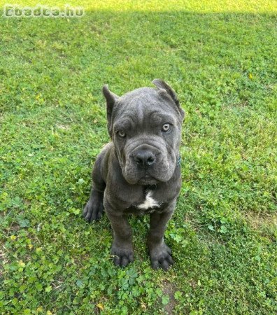 Hűséges Cane Corso kölykök – Család és Védelem