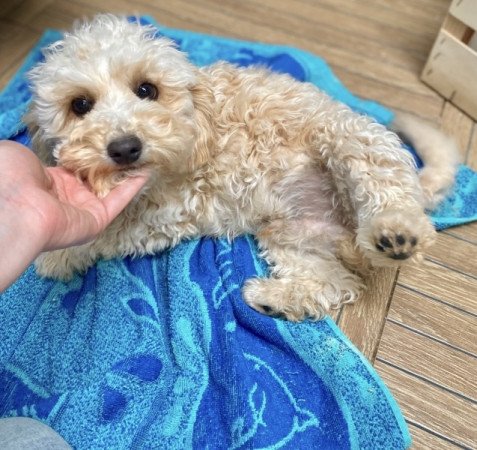 Maltipoo