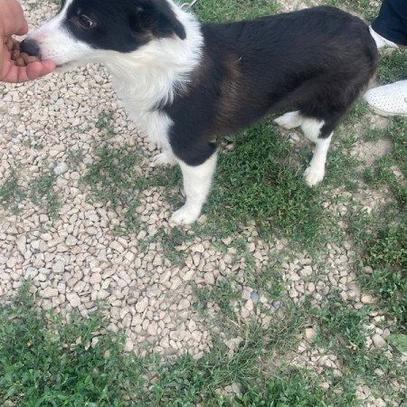 Border collie