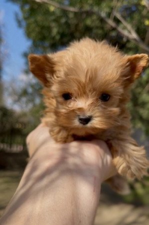 Golddust Yorkshire terrier