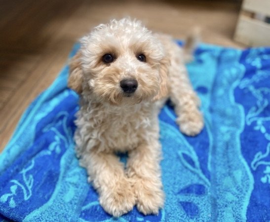 Maltipoo