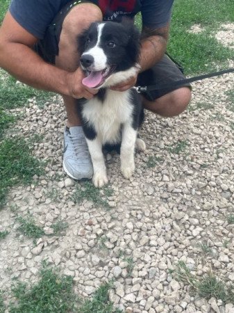 Border collie