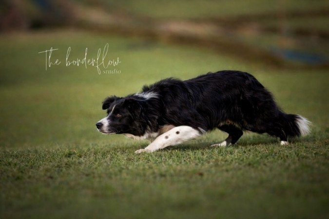 Border collie