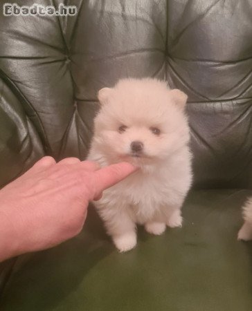 Csodaszép pomerániai törpe spicc kislány eladó