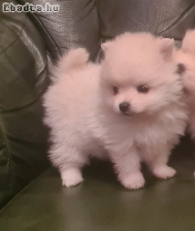 Csodaszép pomerániai törpe spicc kislány eladó