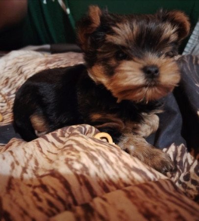 Yorki Terrier