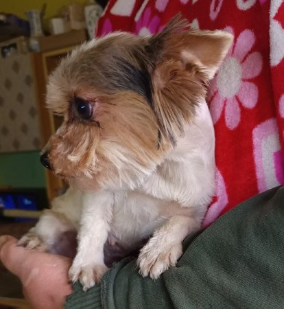 Biewer yorki