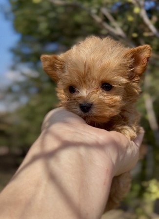 Golddust Yorkshire terrier